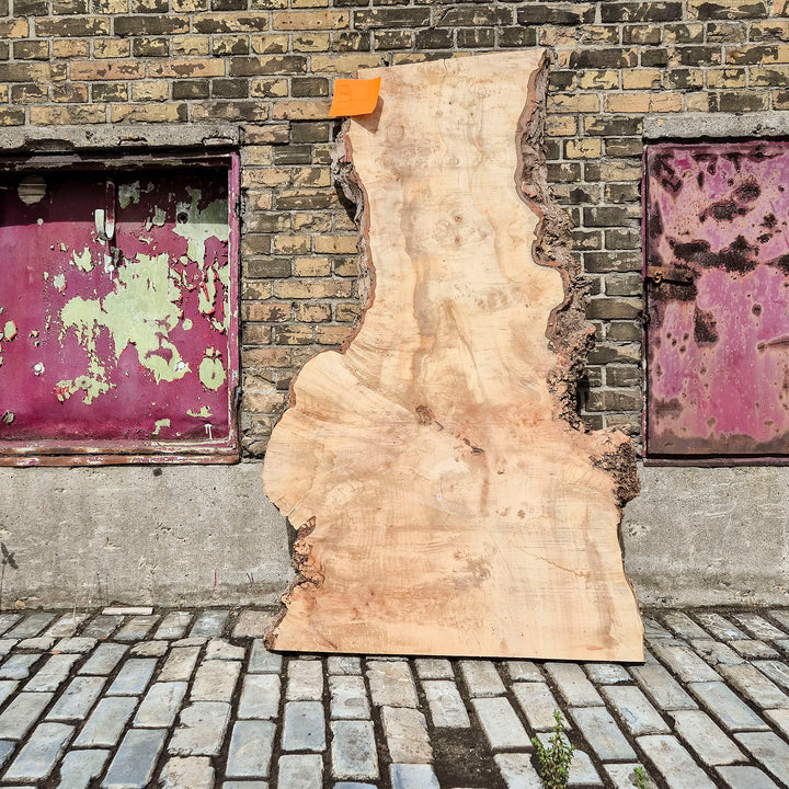 Schaaldelen Suikeresdoorn